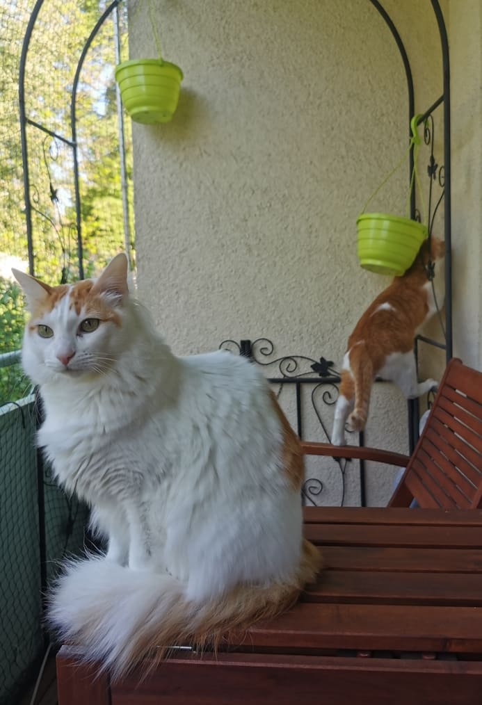 Asmooooo, was machst du da schon wieder?! :3 Auf dem Balkon. Morph sitzt im vordergrund würdevoll auf dem Tisch, Asmo macht im Hintergrund Quatsch und versucht, an einer Halterung emporzuklettern