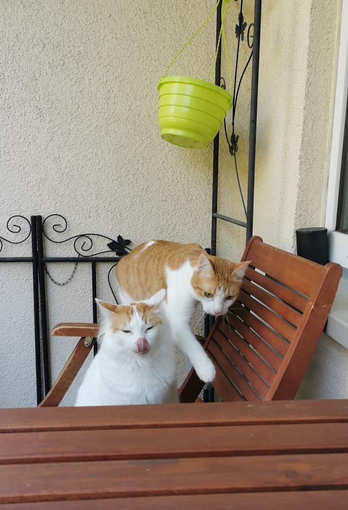 Was auch immer ich da gerade gegessen habe - es war lecker! Auf dem Balkon. Morph schleckt sich gerade das Maul, seine Zunge halb über dem restlichen Gesicht, Asmo steigt an ihm vorbei in Richtung des Katzensitters