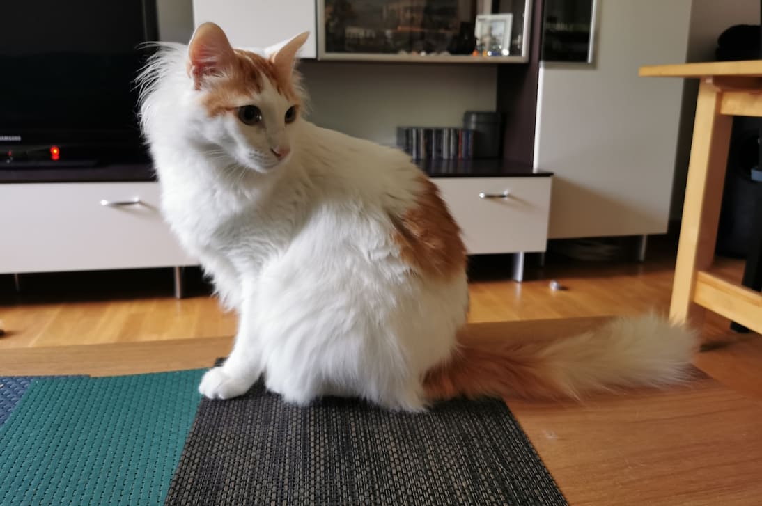 Ich bin NOCH flauschiger, als ich eh schon ausseh! Asmo sitzt im Wohnzimmer auf dem Tisch, sieht supersüß und flauschig aus