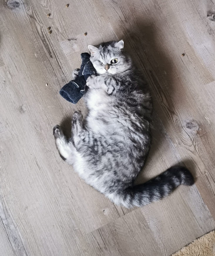 Meine Kuschelsocke ist HEILIG Elli liegt auf dem Boden und hält mit einer Pfote ihre Kuschelsocke fest