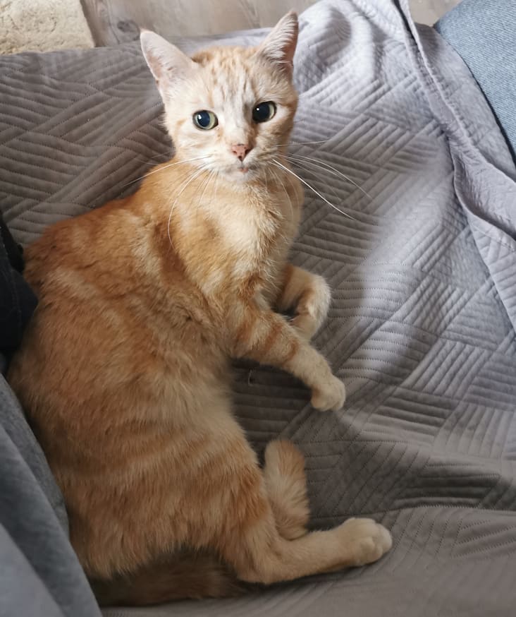 Alt werden ist kein zuckerschlecken sag ich dir! Freddy, der getigerte Kater liegt auf dem Sofa und schaut etwas unsicher wirkend in die Kamera