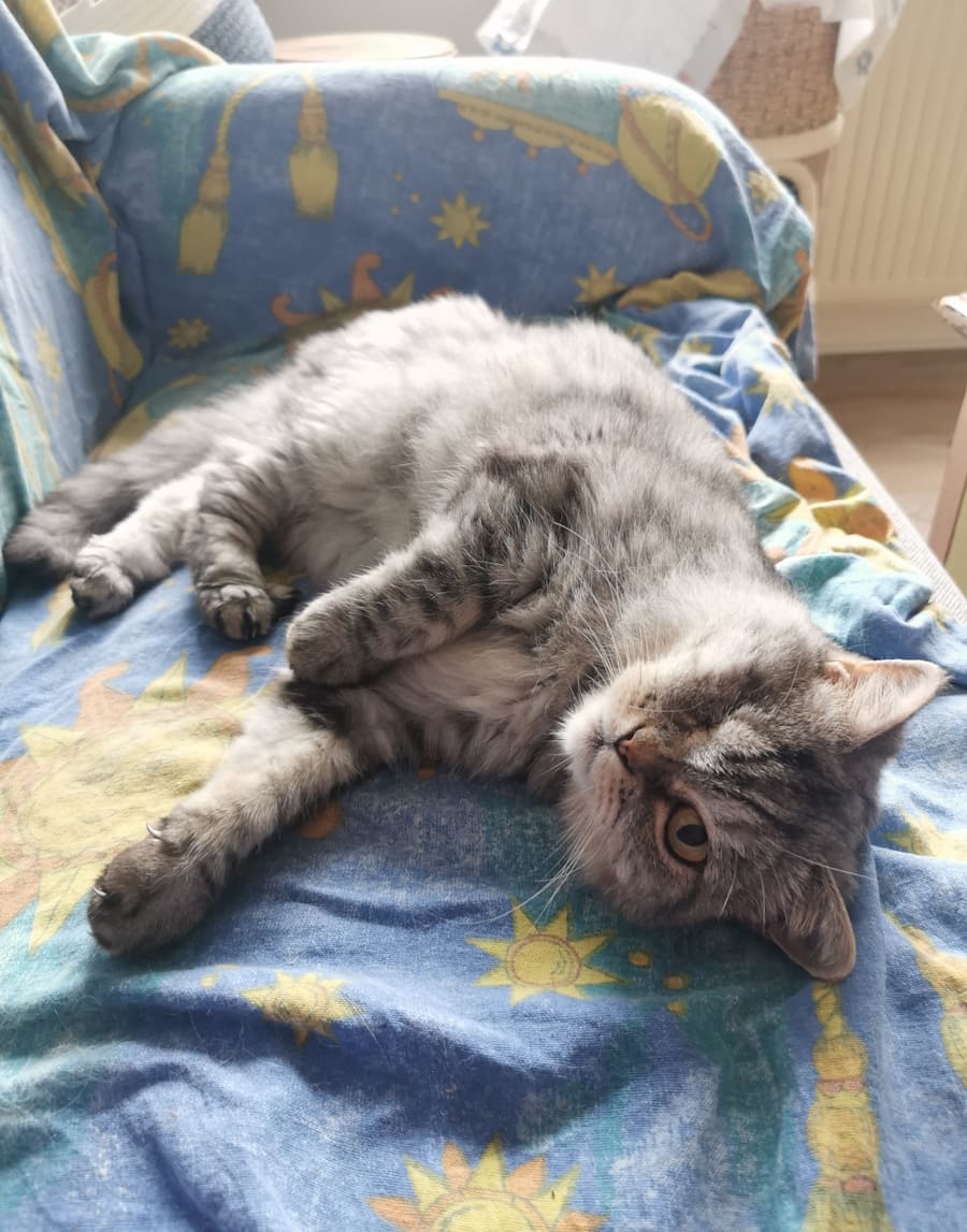Meow, streicheln, jetzt! Elli, deren eines Auge dauerhaft geschlossen ist, liegt auf dem Sofa und schaut in die Kamera. Möglicherweise möchte sie gestreichelt werden