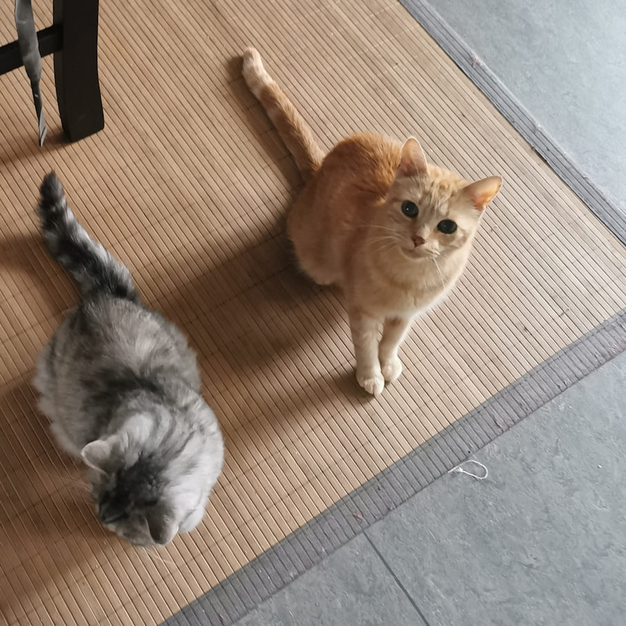 Hallo ihr 2 süßen Maunzer :3 Elli und Freddy sitzen nebeneneinander auf dem Boden in der Küche. Freddy schaut in die Kamera, Elli schaut weg