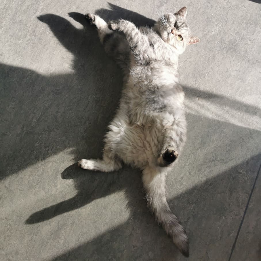 Sonne-gewärmtes Katzenfell! Weniges ist besser als jenes... Elli liegt auf dem Rücken, ein Teil ihres Körpers liegt im Sonnenlicht.