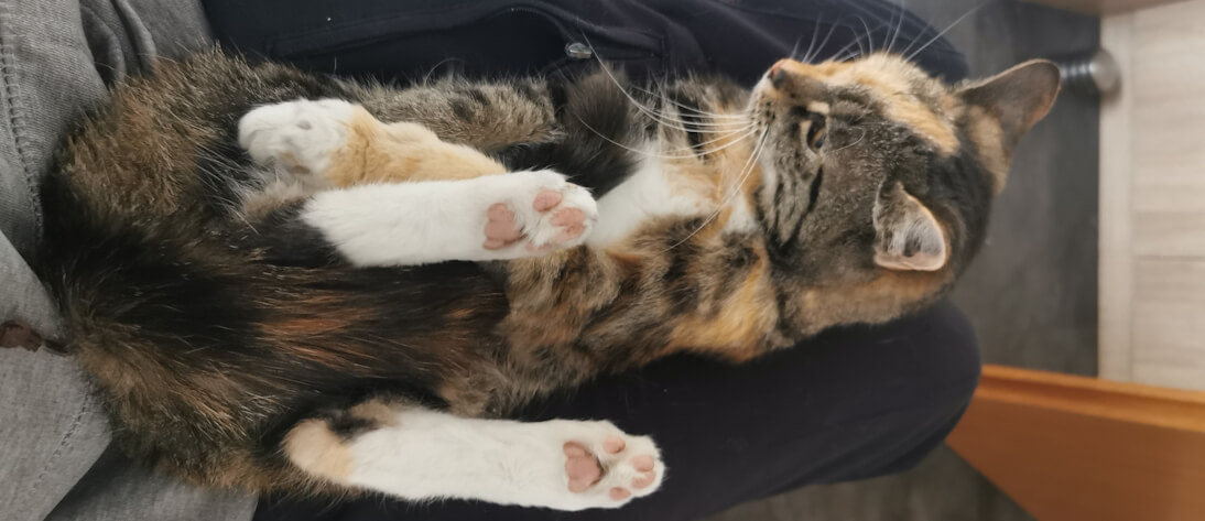 Na, alles klar? Mausi, eine ältere Glückskatze, liegt mit dem Rücken auf dem Schoß des Katzensitters und schaut nach oben, auf die häufig gestellten Fragen...