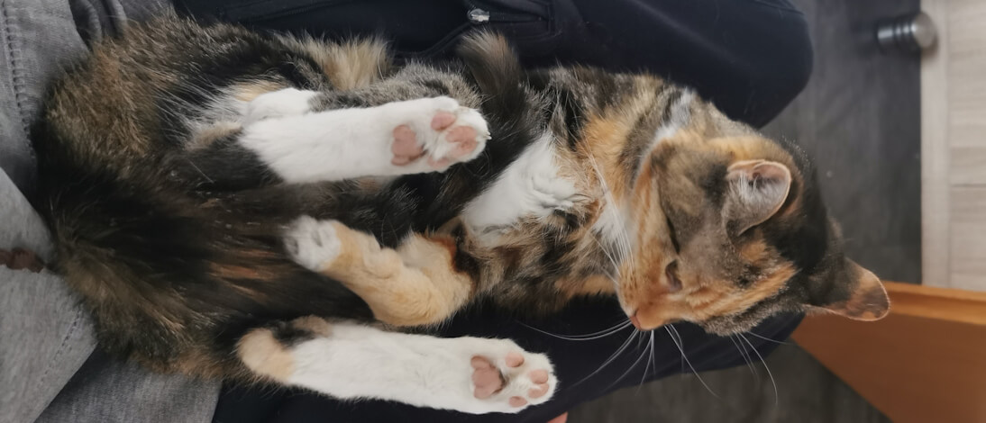 Meow, die meisten Fragen sollten hier beantwortet sein, schaut mal! Mausi, eine ältere Glückskatze, liegt mit dem Rücken auf dem Schoß des Katzensitters und schaut nach unten, auf die häufig gestellten Fragen...