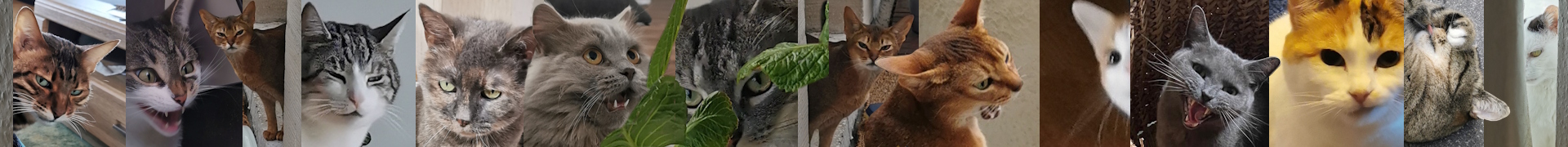 Das Kopf-Bild der Katzensitter-Website besteht aus vielen kleinen Katzenbildern, es sind jeweils die Kätzchenköpfe zu sehen, alle Bilder sind auf die ein oder andere Weise absurd und lustig...