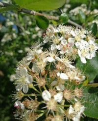 Blüten vom Mirabellenbaum aufm Acker vom Vadder. Eine Nahaufnahme von den weißen Blüten eines Obstbaumes im Sonnenschein.
