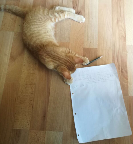 Milly kann schon lesen und schreiben! Aus der Vogelperspektive sehen wir Milly auf dem Boden liegen. Unter ihrer einen Vorderpfote ist ein Bleistift, mit der anderen berührt sie den Rand eines gelochten A4 Blattes, dessen oberes drittel beschrieben ist.