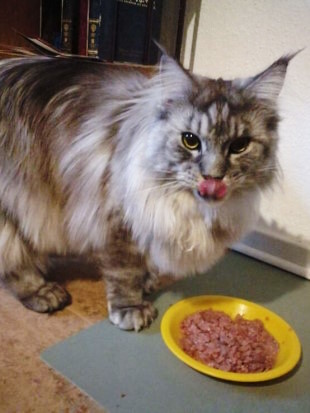 Mensch, öffne mir diese Dose! Tonks, der große Maine Coon-Kater steht auf allen vier Pfoten und schaut in die Kamera. Vor ihm steht ein gefüllter Futternapf. Tonks schleckt sich gerade genüsslich mit der Zunge über den Mund.