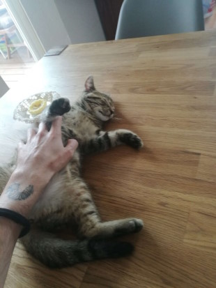Katzenkind am genießen :3 Das kleine Katzenkind Mo liegt seitlich auf einem Tisch wird von Katzensitter Lukas durchgekrault. Er hat die Augen geschlossen und genießt…