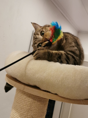 Super-phun-time! Der kleine schwarze Kater Fussel jagt an seinem Kratzbaum hoch. Oberhalb der nächsten Ebene sieht man eine Spielangel, offensichtlich Zielobjekt von Fussel, welche außerhalb des Bildausschnitts vom Katzensitter gehalten wird.