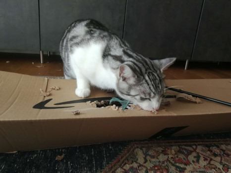 Emerson am Post 'zustellen' Der große schwarz-grau-weiße Kater Emerson ist dabei, das Loch in einem leeren Versandkarton mit seinen Zähnen zu vergrößern.