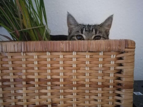 Zucchini am lauern, zusammen mit ihrem Pflanzenfreund :D Die kleine Katze Zucchini schaut aus einer geflochtenen Kiste heraus, man sieht nur die Augen und die spitzen Öhrchen. Ebenfalls in der Kiste, links neben ihr, ist eine Pflanze zu sehen. Vor der Kiste steht, nur halb im Bildausschnitt zu sehen, ein kleiner Topf mit Erde darin.