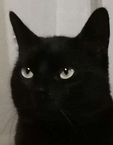 Toffee = Superheldin! Ganz ähnliches Bildmotiv, nur schaut Toffee dieses Mal heldenhaft-gefasst seitlich nach oben. Sie wird diese Aufgabe meistern, dem Katzensitter zuliebe.