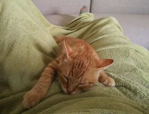 Milly schnorchelt auf der Kuscheldecke Milly, ein getigertes kleines Katzenkind liegt auf einer grünen Wolldecke, unter der der Katzensitter auf dem Sofa liegt. Sie liegt auf dem Bauch, die Augen sind nur einen Spaltbreit offen, sie ist gerade dabei, einzuschlafen…