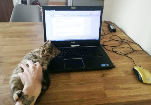 Mo hilft Katzensitter Lukas bei der Hausarbeit Ein aufgeklappter Laptop auf einem Holztisch, auf dem Bildschirm ist ein Textdokument geöffnet. Rechts unten am Bildrand ist eine angeschlossene Computermaus zu sehen: Die Hand des Katzensitters befindet sich jedoch nicht auf ihr, sondern auf dem kleinen Katzenkind Mo, welches auf dem Rücken liegt, süß in die Kamera schaut und seinen Bauch gekrault bekommt.